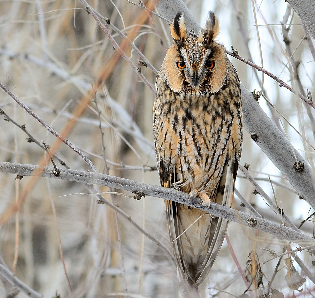 Long-eared Owl